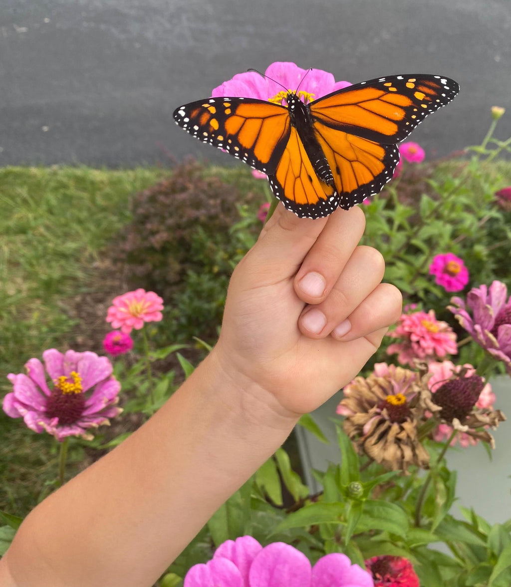 Monarch Butterfly Sticker